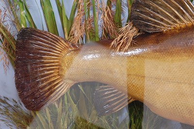 Lot 398 - An early 20th century taxidermy Tench (Tinca...