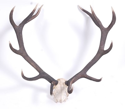 Lot 372 - Roe Deer (Capreolus capreolus), a large pair...