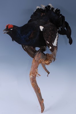 Lot 380 - A taxidermy Capercaillie (Tetrao urgallus)...
