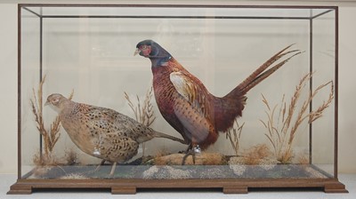 Lot 384 - A pair of 20th century taxidermy male and...