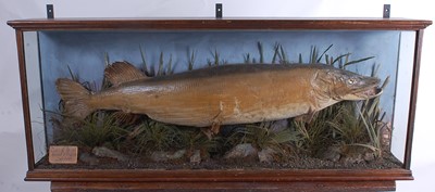 Lot 389 - A large late Victorian Irish taxidermy Pike...