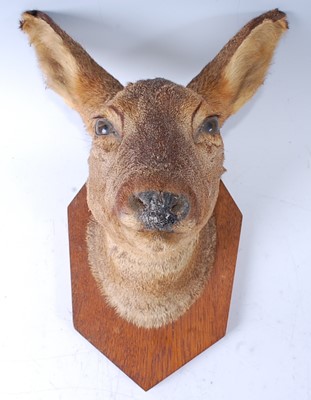 Lot 376 - A 20th century taxidermy Fallow deer (Dama...