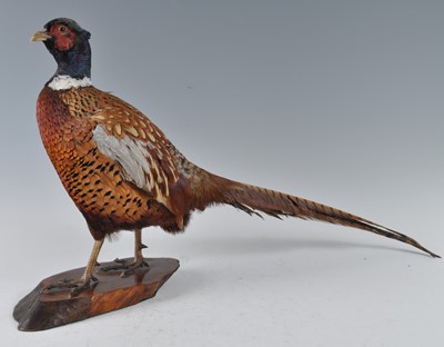 Lot 377 - A taxidermy Pheasant (Phasianus colchicus),...