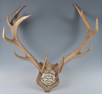 Lot 382 - Roe Deer (Capreolus capreolus), a large pair...