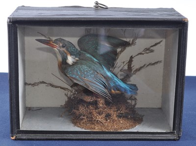 Lot 383 - An early 20th century taxidermy...