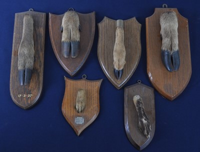 Lot 379 - A taxidermy Deer slot, mounted on an oak...