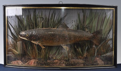 Lot 386 - An early 20th century taxidermy Brown Trout...