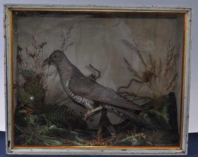 Lot 381 - A late Victorian taxidermy Common Cuckoo...
