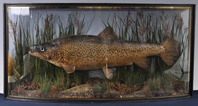 Lot 388 - An early 20th century taxidermy Brown Trout...