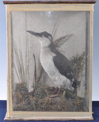 Lot 385 - An early 20th century taxidermy Guillemot...