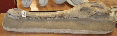 Lot 134 - A model of a crocodile skull, 92cm