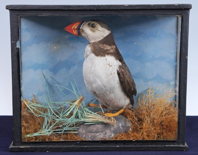 Lot 915 - An early 20th century taxidermy Atlantic...