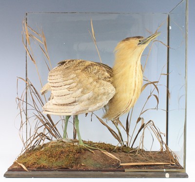 Lot 939 - A late Victorian taxidermy Bittern (Botaurus...