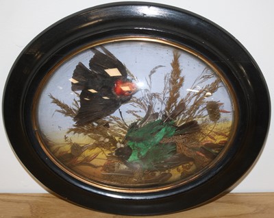 Lot 916 - A brace of taxidermy exotic birds, mounted in...