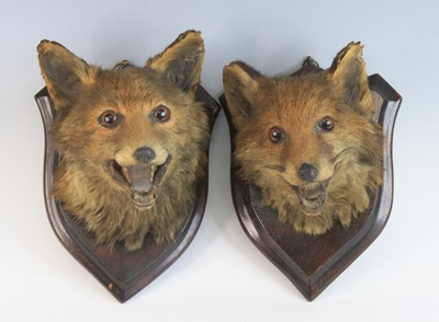 Lot 924 - A pair of Victorian taxidermy Fox (Vulpes...