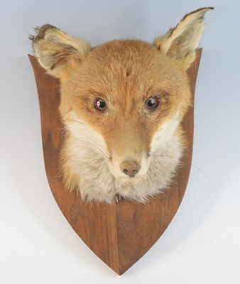 Lot 931 - A taxidermy Fox (Vulpes vulpes) mask, mounted...