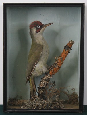Lot 917 - An early 20th century taxidermy Green...