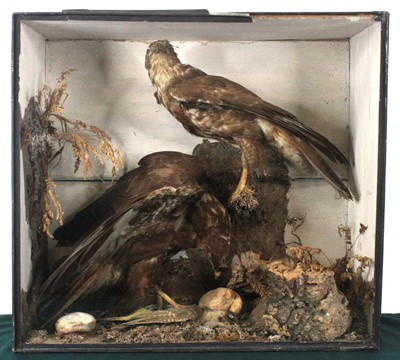 Lot 918 - A pair of early 20th century taxidermy...