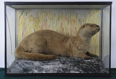 Lot 926 - A taxidermy Otter (Lutra lutra), full mount in...