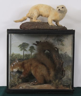 Lot 925 - An early 20th century taxidermy Red Squirrel...