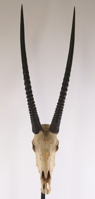 Lot 920 - A pair of Gemsbok Oryx (Oryx gazella gazella),...