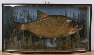 Lot 936 - A late Victorian taxidermy Bream (Abramis...