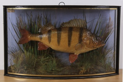 Lot 937 - An Edwardian taxidermy Perch (Perca...