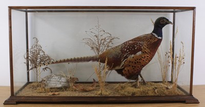 Lot 921 - A taxidermy Pheasant (Phasianus colchicus),...