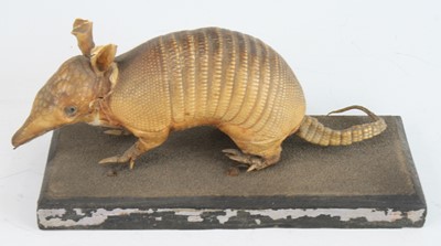 Lot 932 - A taxidermy study of a juvenile...