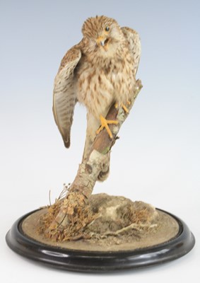 Lot 927 - An early 20th century taxidermy Kestrel (Falco...