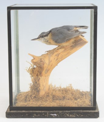 Lot 933 - A 20th century taxidermy Nuthatch (Sitta...