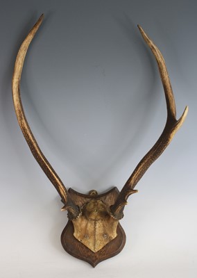 Lot 930 - Roe Deer (Capreolus capreolus), a pair of...