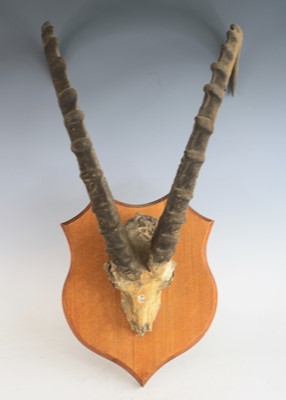 Lot 929 - Urial (Ovis orientalis), a pair of horns on...