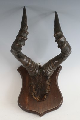 Lot 928 - Hartebeest, (Alcelaphus caama)?, a pair of...