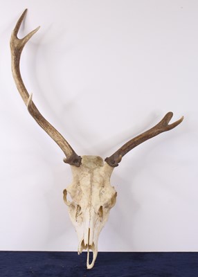 Lot 475 - Fallow Deer (Dama dama), a pair of antlers on...