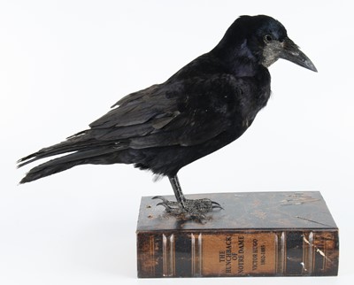 Lot 1411 - A taxidermy European Rook (Corvus frugilegus),...