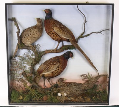 Lot 3585 - Rowland Ward, two pairs of 20th century...