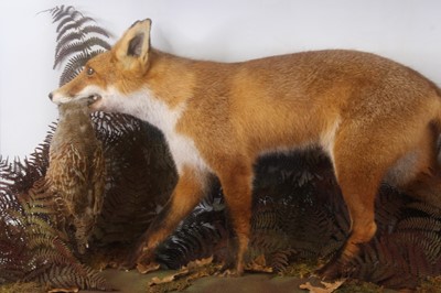 Lot 3609 - A taxidermy Red fox (Vulpes vulpes), full...