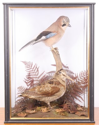 Lot 3667 - A taxidermy Jay (Garrulus glandarius) and...