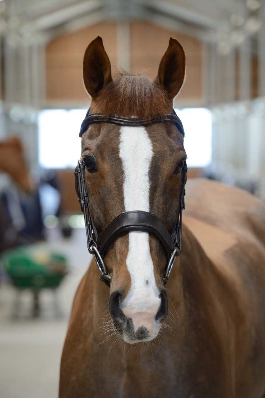 Lot 14 - Fairfax Saddles: Champagne Workshop Tour for...