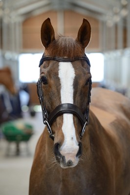 Lot 14 - Fairfax Saddles:  Champagne Workshop Tour for...