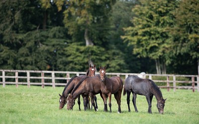 Lot 18 - Cheveley Park Thoroughbred Racehorse Stud,...