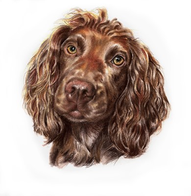Lot 67 - Pet Portrait Commission: An original artwork...