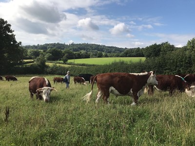 Lot 69 - Romshed Organic Farm Sevenoaks, Kent: Farm...