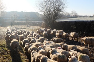 Lot 69 - Romshed Organic Farm Sevenoaks, Kent: Farm...
