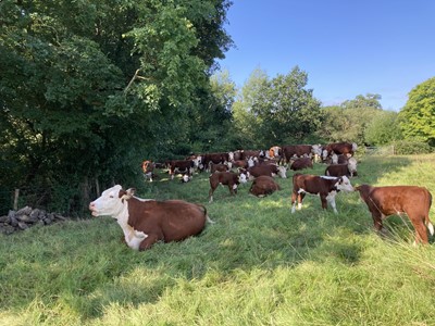 Lot 69 - Romshed Organic Farm Sevenoaks, Kent: Farm...