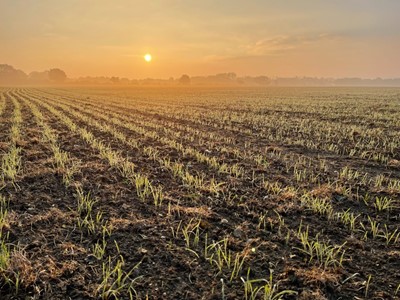 Lot 77 - Shimpling Park Farm Suffolk:  Field to Fork...