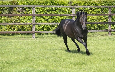 Lot 88 - Newsells Park Stud: Private Tour for x4 guests...