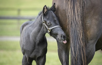Lot 88 - Newsells Park Stud: Private Tour for x4 guests...