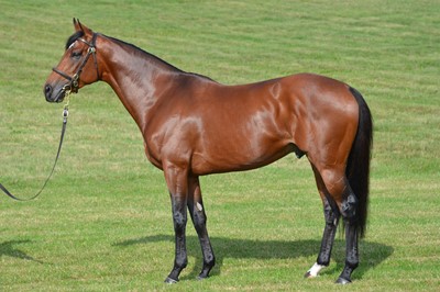 Lot 88 - Newsells Park Stud: Private Tour for x4 guests...